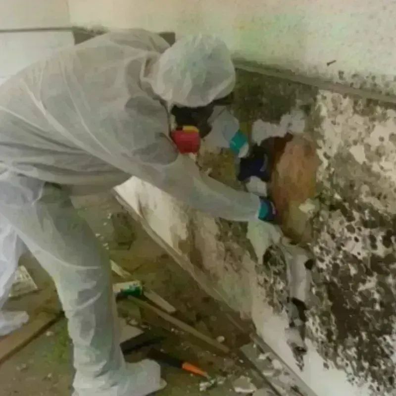 Mold Remediation and Removal in Vineland, NJ